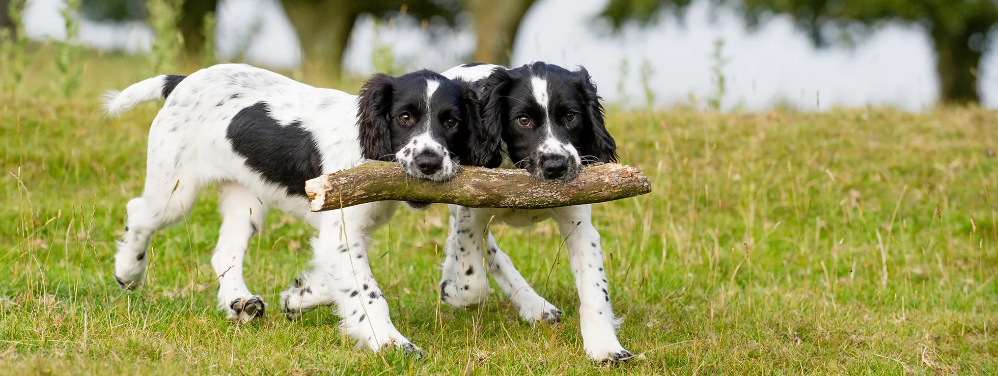 Two young spaniels carrying a large stick between them, in their mouths. Collaboration, Partnership, Mergers.